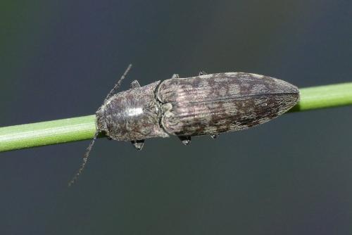 Réf. 203 673 : Actenicerus sjaelandicus